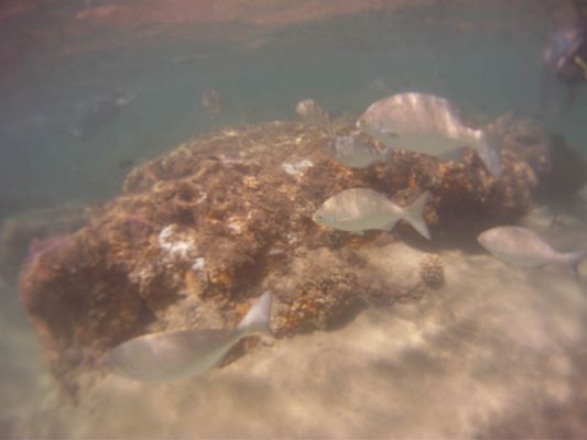 Ahalanui Beach Park
