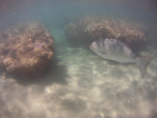 Kapoho Tide Pools

