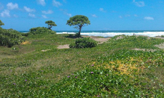 Waiehu Beach Park
