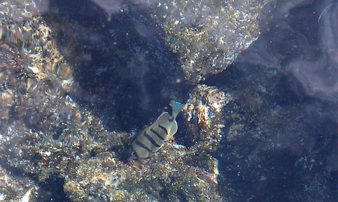 Kapoho Tide Pools
