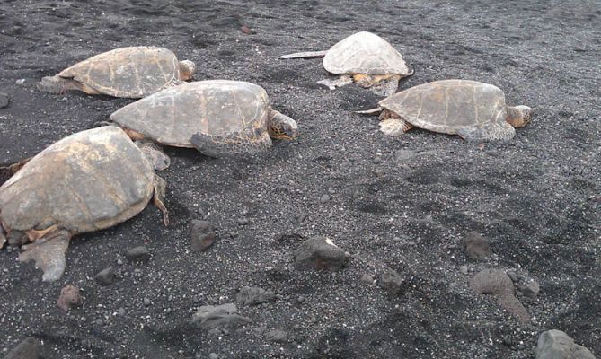 Punalu'u Black Sand Beach

