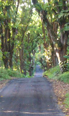 Puna Coast

