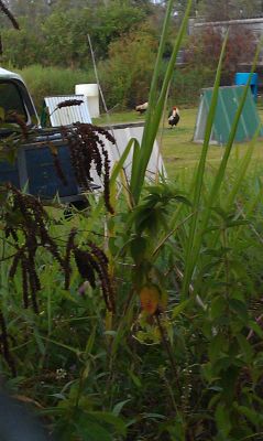 Pahoa Vacation Rental
