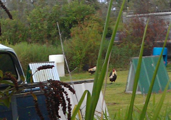 Pahoa Vacation Rental
