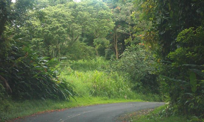 Onomea Scenic Drive
