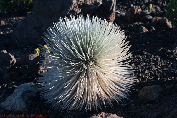 Haleakala
