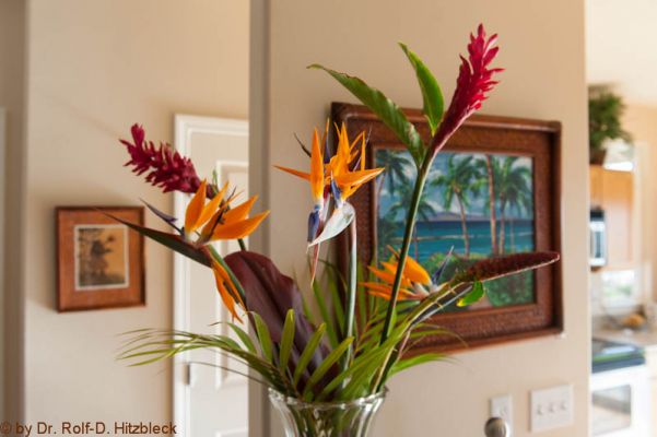 Wailuku Vacation Rental
