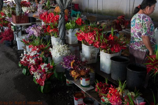 Hilo Farmer's Market
