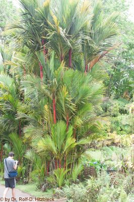 Pana'ewa Rainforest Zoo, Hilo
