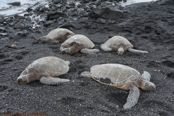 Punalu'u Black Sand Beach
