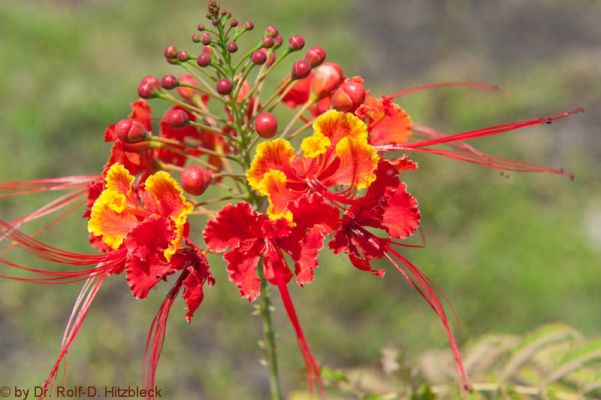 Pahoa Vacation Rental
