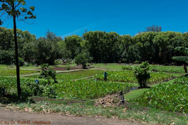 Limahuli Botanical Garden
