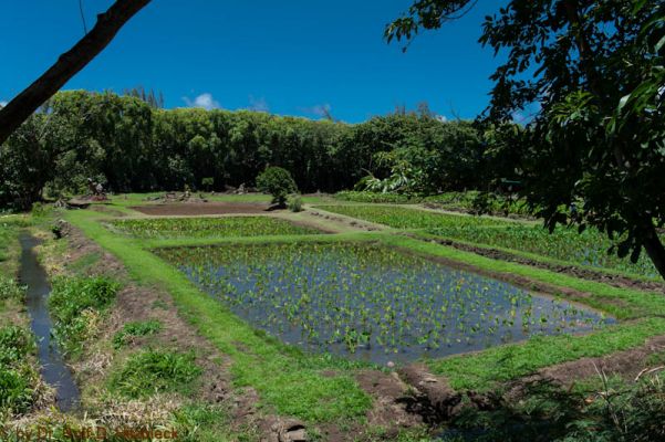 Limahuli Botanical Garden
