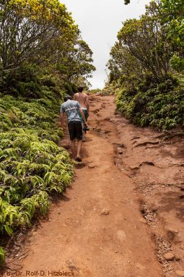 Koke'e State Park
