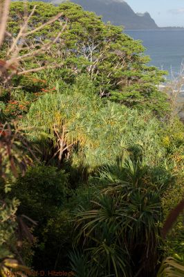 Puamana Princeville Vacation Rental
