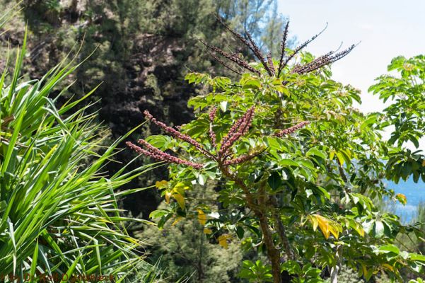 Kalalau Trail
