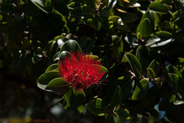 Kalalau Trail
