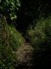 Rainbow Falls Hilo