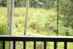 Malia Bree in Onomea Vacation Rental Haus