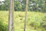 Malia Bree in Onomea Vacation Rental Haus
