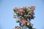 Hawaii Volcanoes National Park