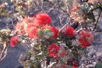 Hawaii Volcanoes National Park