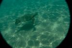 Hapuna Beach