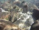 Kapoho Tide Pools