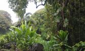 Ohe’o Gulch