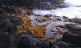 Hawaiian Paradise Park, Puna Coast