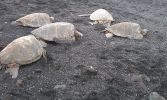 Punalu'u Black Sand Beach