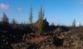 Puna Coast