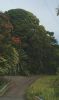 Old Mamalahoa Road 