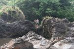 oberhalb der Rainbowfalls, Hilo