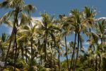 Puna Coast