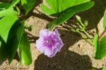 Anini Beach