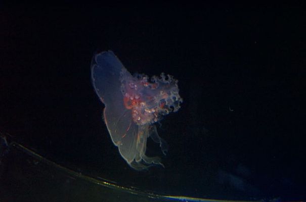 The living Seas
Quallen aller Art und Formen
