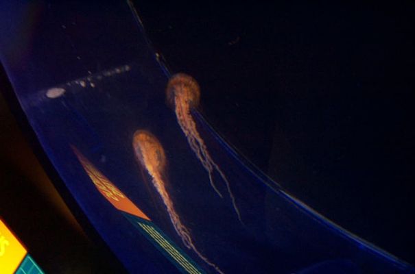 DCP_3847.JPG