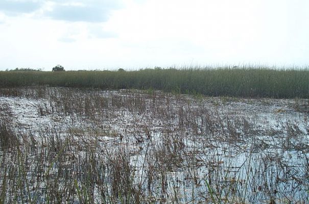 Schlüsselwörter: Everglades,Florida