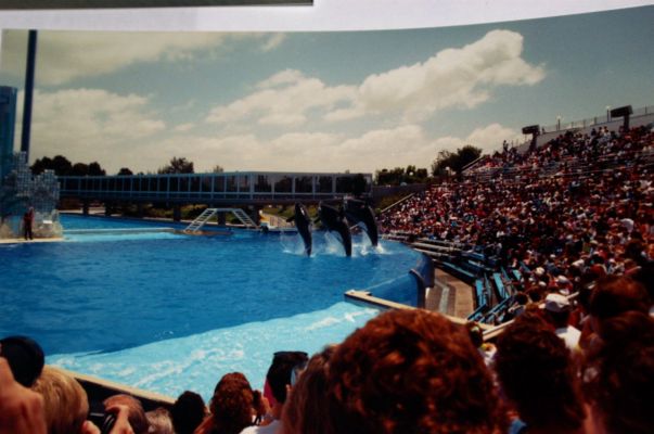 Shamu.jpg
