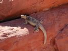 Echse im Valley of Fire, Nevada