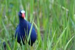 Vogel oder Ente in den Everglades