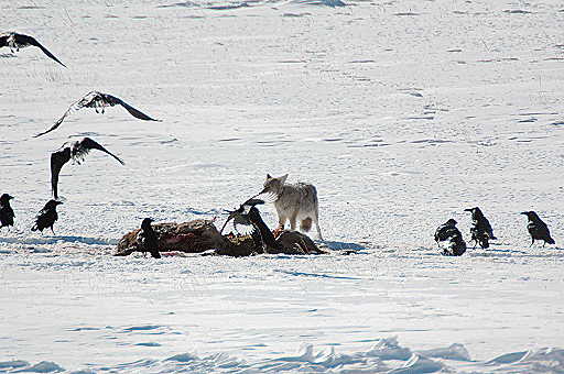 Yellowstone_07_099.jpg