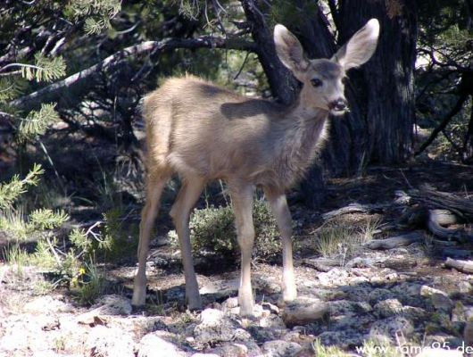 Reh am Grand Canyon
Schlüsselwörter: Reh, Grand Canyon