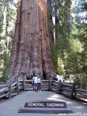 General Sherman Tree
Schlüsselwörter: General Sherman Tree