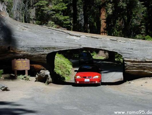 Tunnel Tree im Sequoia N.P.
Schlüsselwörter: Tunnel Tree, Sequoia N.P.