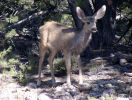 Reh am Grand Canyon