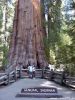 General Sherman Tree