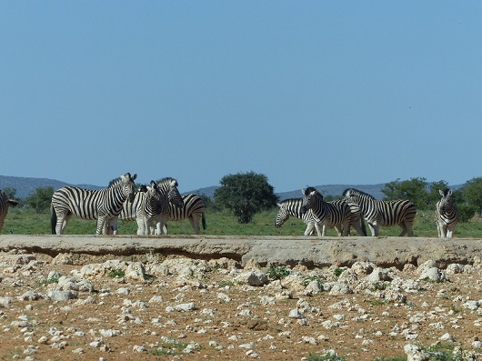 h156599c.jpg