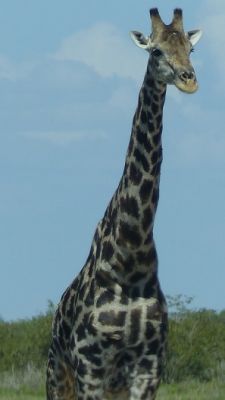 hd394348.jpg